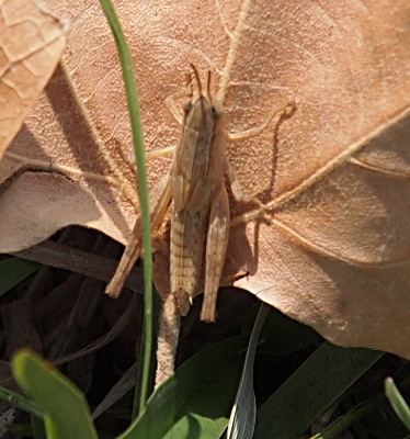 [Top-down view of a light brown grasshopper with nearly translucent legs perched on a dried brown leaf on the ground. The wings cover barely a quarter of the back part of its body.]